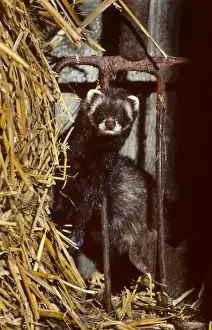 Polecat in barn by long pitchfork