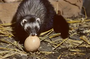 Stealing Prints: Polecat in barn stealing chickenegg