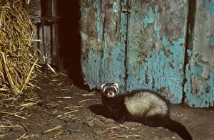 Polecat in barn with straw