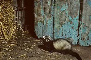 Polecat in barn with straw