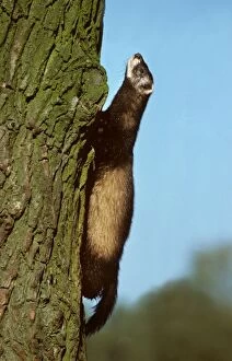 Polecat climbing a tree