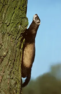 Polecat climbing a tree