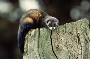 Polecat on a hollow tree
