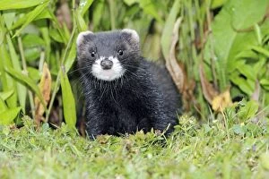 Images Dated 26th July 2010: Polecat - young animal