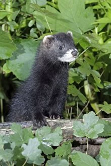 Images Dated 30th July 2010: Polecat - young animal - Lower Saxony - Germany