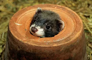 Polecat - Young in a flowerpot