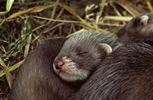 Polecat - Young ones in nest sleeping
