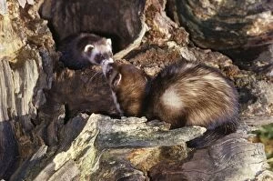 Polecats - greeting at mouth of den