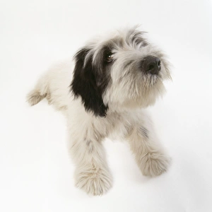 Images Dated 19th October 2007: Polish Lowland Sheepdog