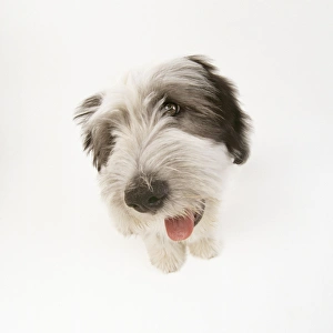 Images Dated 19th October 2007: Polish Lowland Sheepdog