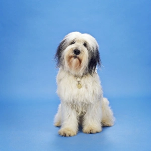 Images Dated 17th November 2008: Polish Lowland Sheepdog