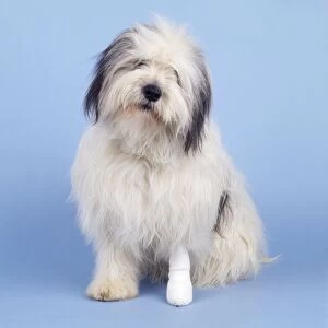 Polish Lowland Sheepdog - with bandaged leg
