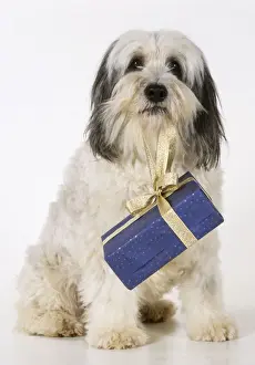 Presents Prints: Polish Lowland Sheepdog - holding christmas present