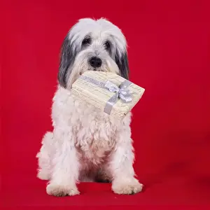 Polish Lowland Sheepdog - holding Christmas present