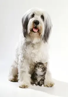 Polish Lowland Sheepdog - with kitten