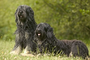 Images Dated 21st June 2004: Polish Lowland Sheepdog / Polski Owczarek Nizinny