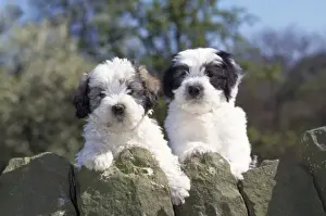 Puppy Prints: Polish Lowland Sheepdog - puppies