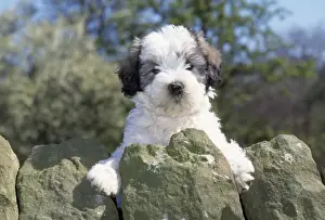 Polish Lowland Sheepdog - puppy