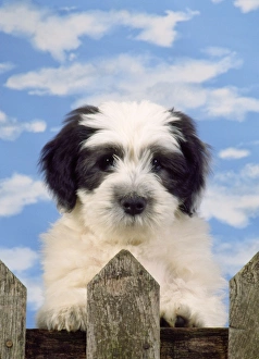 Images Dated 26th November 2012: Polish Lowland Sheepdog - puppy
