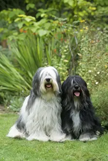 Polish Lowland Sheepdog - x2