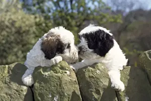 Polish Lowland Sheepdog - x2 puppies leaning over wall
