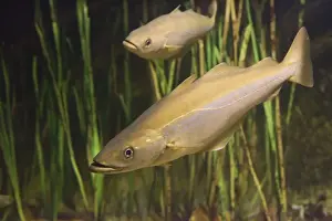 Pollack Pollachius pollachius a member of the cod family - Aquariumgalicia Reboredo Galicia Spain