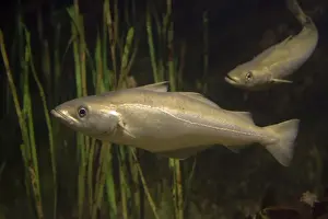 Pollack Pollachius pollachius a member of the cod family Aquariumgalicia Reboredo Galicia Spain