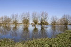 Images Dated 12th March 2007: Pollard willow Refelections in the flooded forelands of the river IJssel