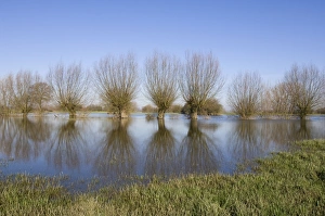 Images Dated 12th March 2007: Pollard willow Refelections in the flooded forelands of the river IJssel
