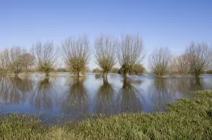 Willows Prints: Pollard willow Refelections in the flooded forelands of the river IJssel