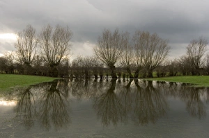 Images Dated 30th January 2007: Pollard willow Reflections in the flooded forelands of the river IJssel, The Netherlands, in winter