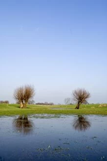 Images Dated 7th February 2007: Pollard willow Reflections in the flooded forelands of the river IJssel, The Netherlands