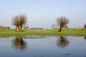 Images Dated 7th February 2007: Pollard willow Reflections in the flooded forelands of the river IJssel, The Netherlands