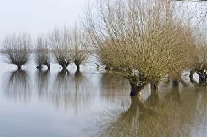 Images Dated 10th March 2007: Pollard willow Reflections in the flooded forelands of the river IJssel, The Netherlands