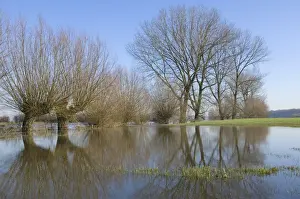 Pollard willow Reflections in the flooded forelands of the river IJssel, The Netherlands, in early spring