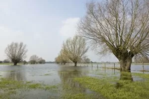 Images Dated 15th March 2007: Pollard willows - in the flooded foreland of the river IJssel