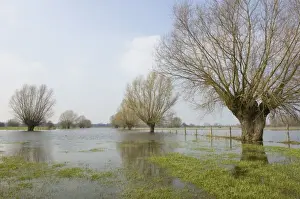 Floods Prints: Pollard willows In the flooded foreland of the river IJssel The Netherlands, Overijssel