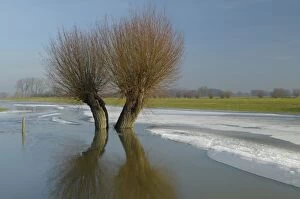 Images Dated 10th January 2011: Pollard willows in frozen foreland river