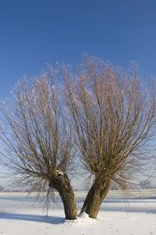 Images Dated 22nd December 2007: Pollard willows - frozen foreland river IJssel