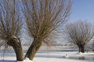 Pollard willows - frozen foreland of the river IJssel
