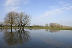 Floods Prints: Pollard willows Reflections in the flooded foreland of the river IJssel The Netherlands