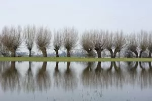 Pollard willows - refllections in the flooded foreland of the river IJssel