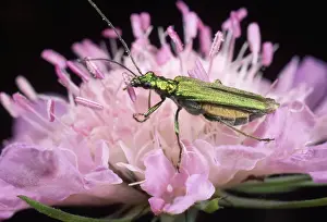 Pollination Prints: Pollen Beetle - eating pollen - UK