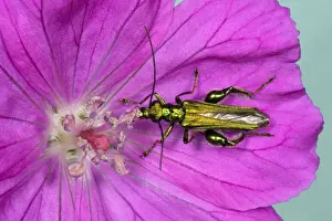 Geranium Prints: Pollen-feeding beetle - Eating pollen in purple flower of Geranium Location: English garden