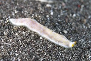 Polyclad Flatworm on black sand Aer Bajo dive site