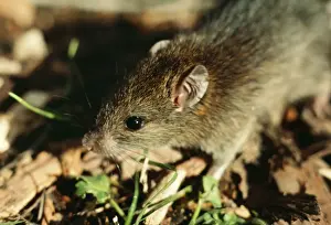 Polynesian Rat AGR 128 Rattus exulans © Alan Greensmith / ARDEA LONDON