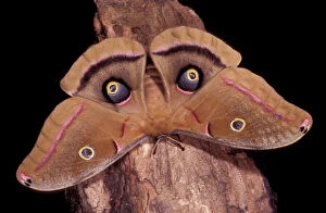 Polyphemus Moth - intimidation posture, the eyed-wings look like an ired gaze
