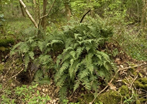 Images Dated 30th April 2005: Polypody