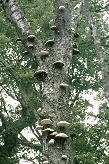 Polypore Brackets - on dead Birch Tree