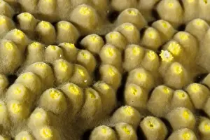 The polyps of a foliaceous hard coral (Turbinaria sp). Rib Reef, Great Barrier Reef Marine Park, Queensland, Australia